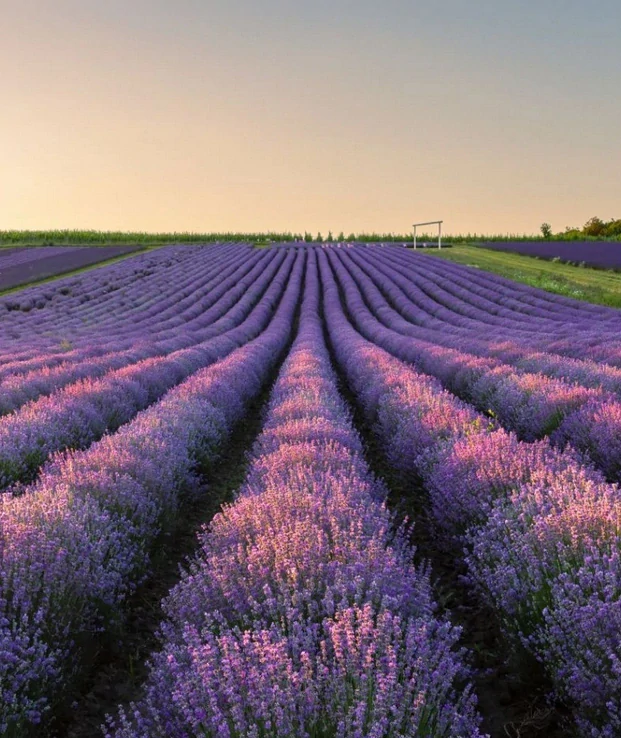 Vosk do aromalampy - Levandule