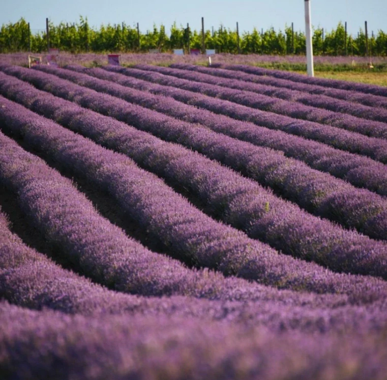 BIO Levandulové sušenky100g