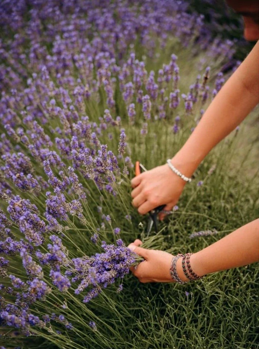 Vosk do aromalampy - Levandule